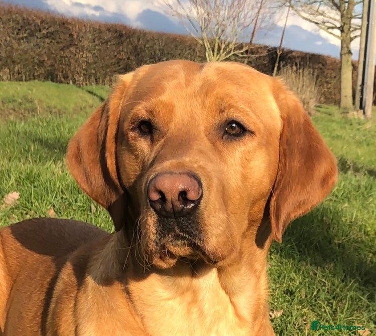 Labrador Retriever dogs Kc reg,Fully health tested Labrador stud suffolk in Eye - Advert 20