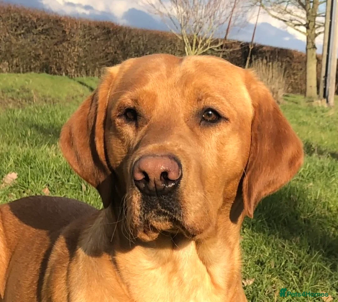 Labrador Retriever dogs for stud: Kc reg,Fully health tested Labrador stud suffolk in Eye - Advert 1