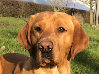 Labrador Retriever dogs Kc reg,Fully health tested Labrador stud suffolk in Eye - Advert 6