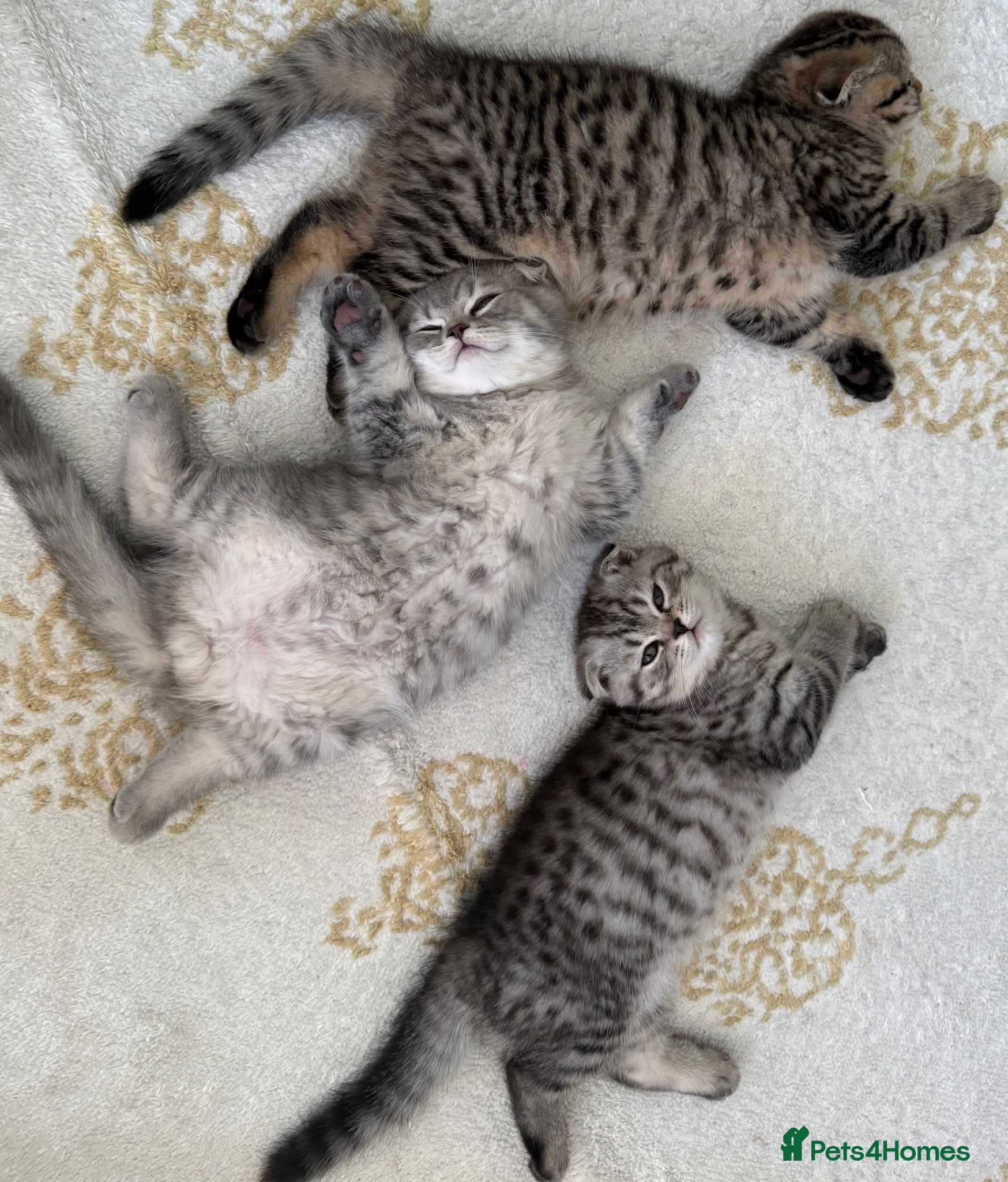 Scottish Fold cats Adorable Scottish fold kittens for sale🐾 - Advert 1