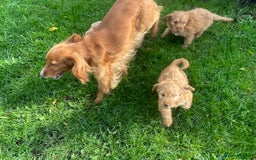 Cockapoo dogs for sale: Red Cockapoo puppies for sale - Image 4