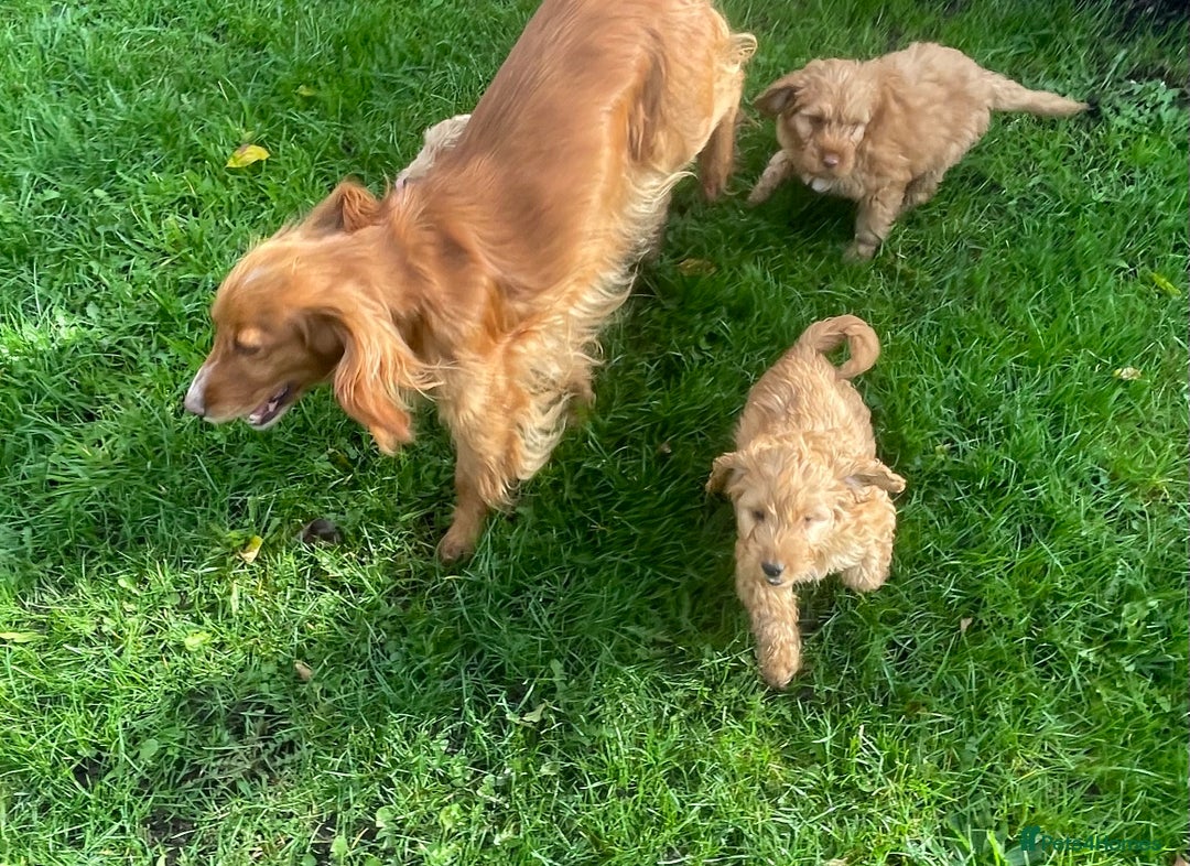 Cockapoo dogs for sale: Red Cockapoo puppies for sale - Image 4