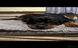 Rottweiler dogs for sale: Kc reg 22 month old Rottweiler male - Image 3