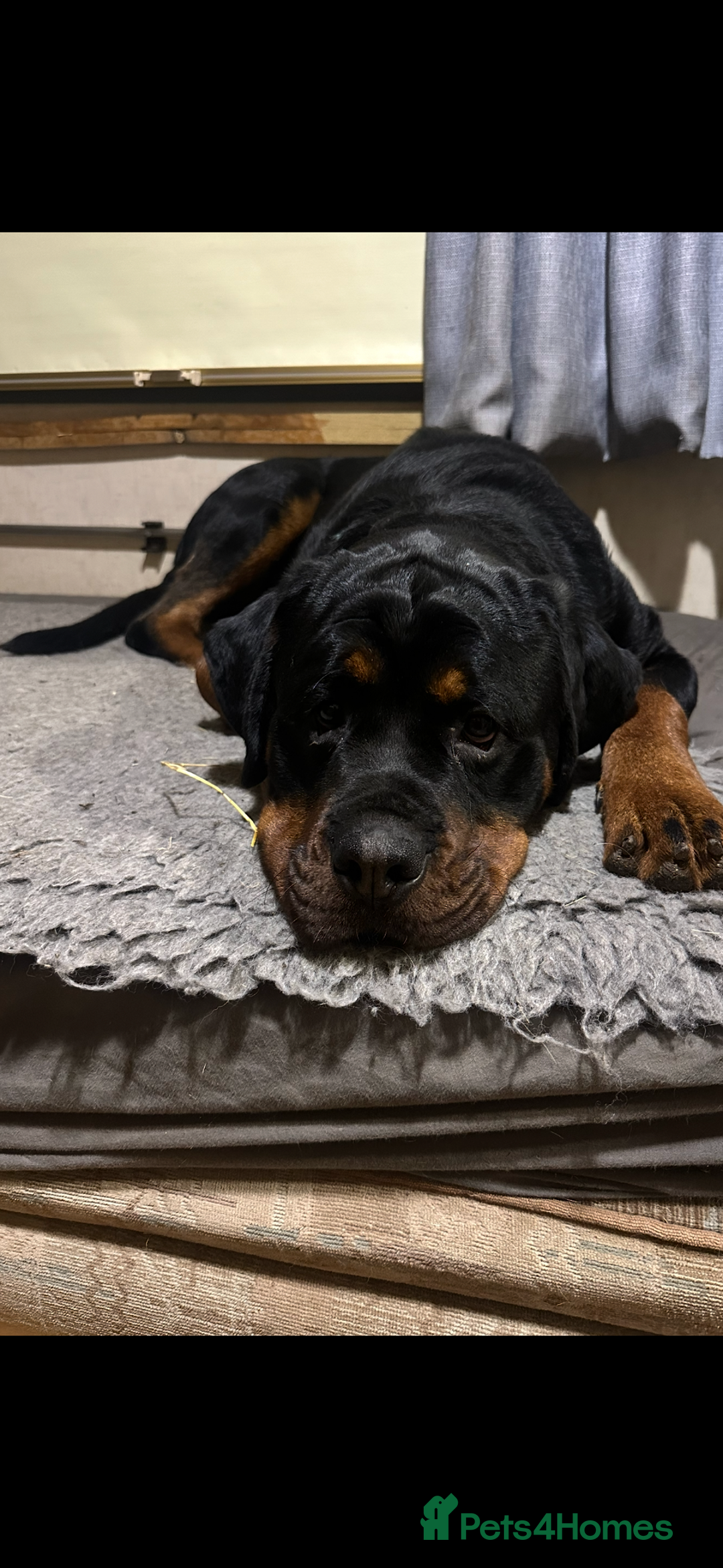 Rottweiler dogs for sale: Kc reg 22 month old Rottweiler male - Image 3