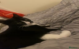 British Shorthair cats for sale: Female Kitten 7 Months old. - Image 4
