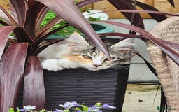 Maine Coon cats for sale: Maine coon Kittens Ready to go! 100% Pedigree   in Derby - Image 39