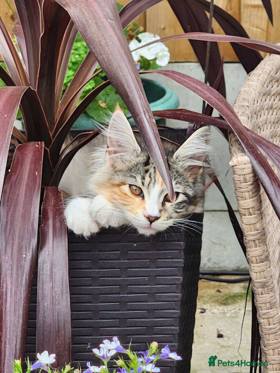 Maine Coon cats for sale: Maine coon Kittens Ready to go! 100% Pedigree   in Derby - Image 39