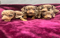 Miniature Dachshund dogs for sale: Miniature dachshund puppies  - Advert 3
