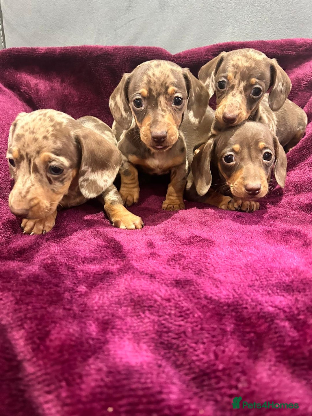 Miniature Dachshund dogs for sale: Miniature dachshund puppies  - Advert 3