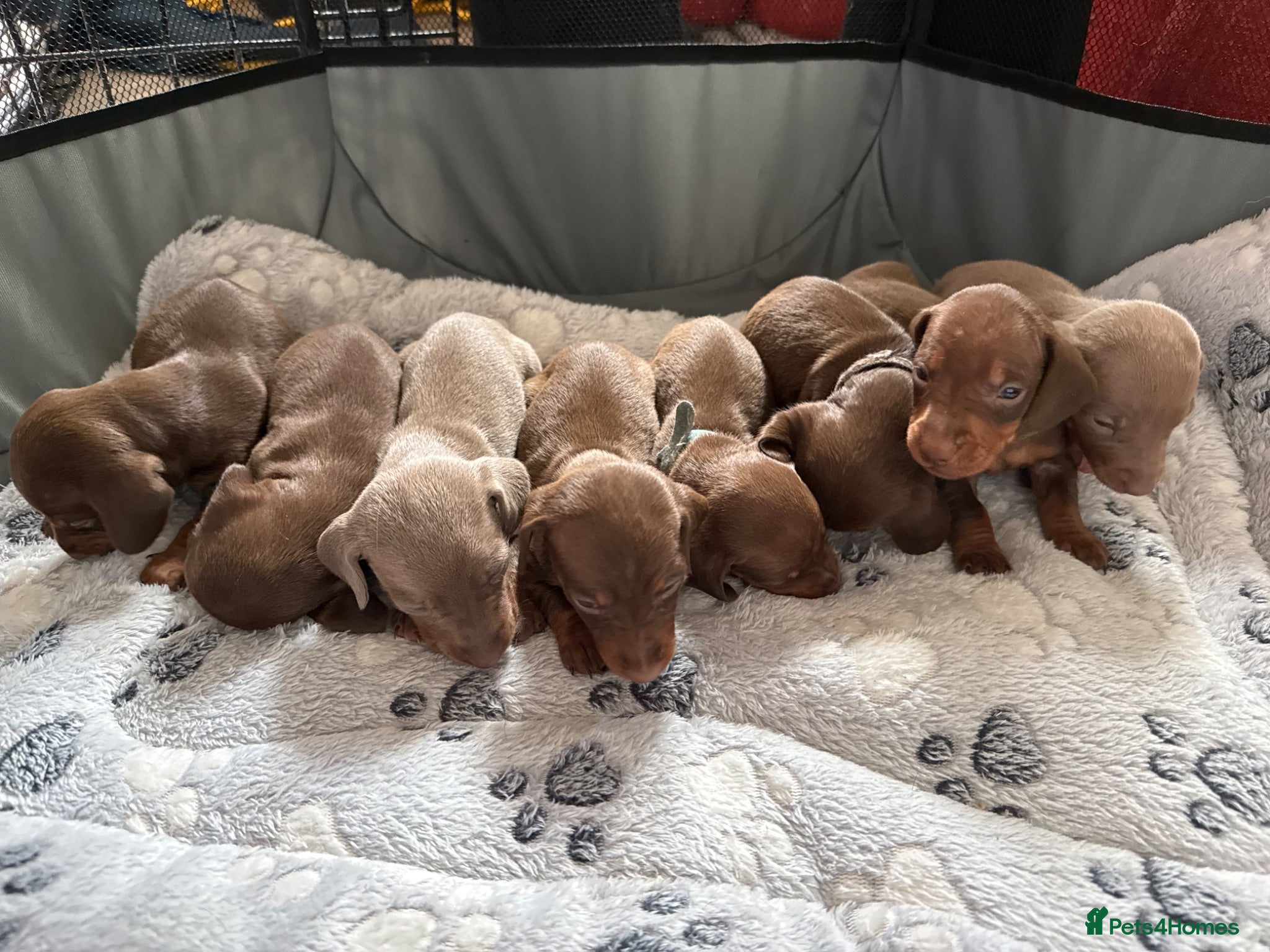 Miniature Dachshund dogs Beautiful dachshund puppies  - Advert 1