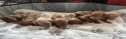 Miniature Dachshund dogs for sale: Beautiful dachshund puppies  - Advert 1