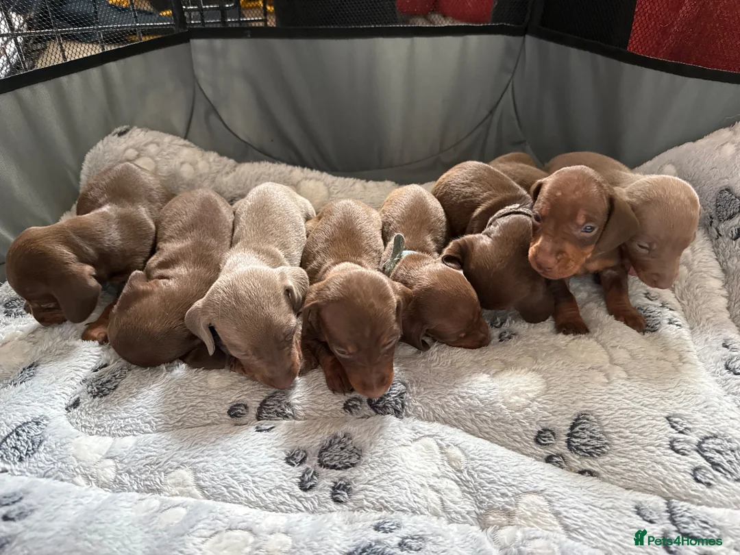 Miniature Dachshund dogs for sale: Beautiful dachshund puppies  - Advert 1
