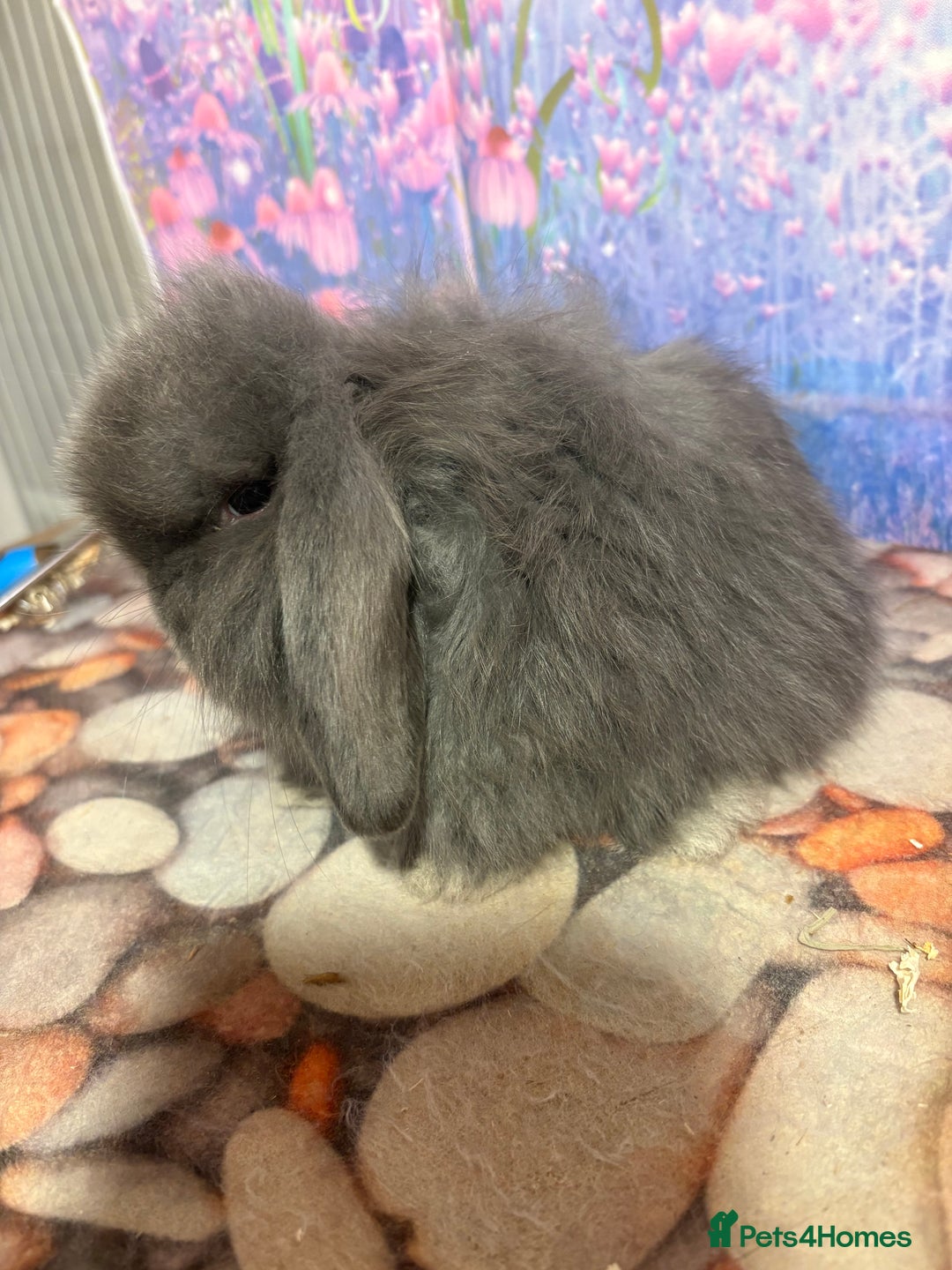 Mini Lion Lop rabbits for sale: Double mane lionlops ready 23rd Oct  - Image 8