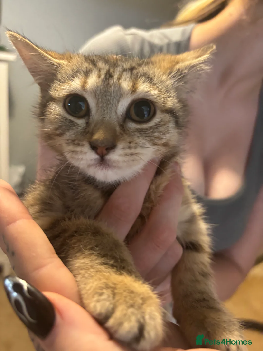 Mixed Breed cats for sale: Bengal x kitten  - Advert 2