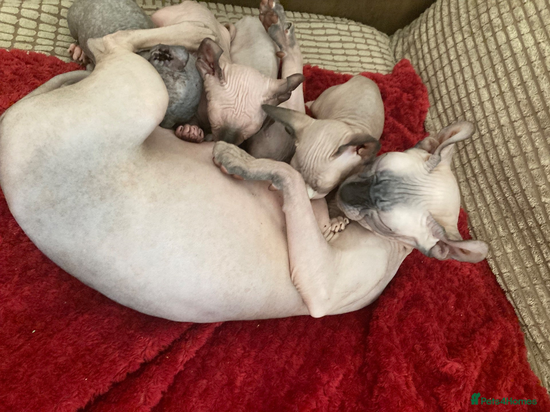 Sphynx cats Beautiful babies ready for new home - Advert 1