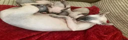 Sphynx cats for sale: Beautiful babies ready for new home in Birmingham - Advert 1