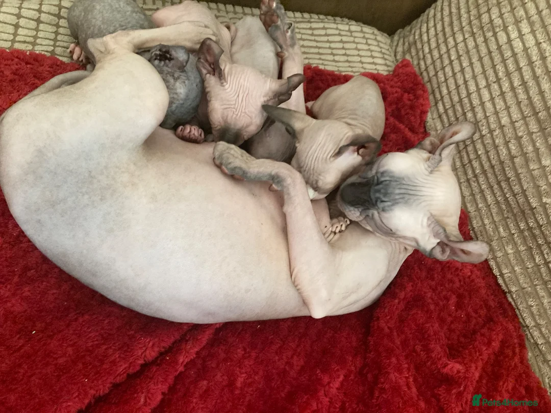 Sphynx cats for sale: Beautiful babies ready for new home in Birmingham - Advert 1