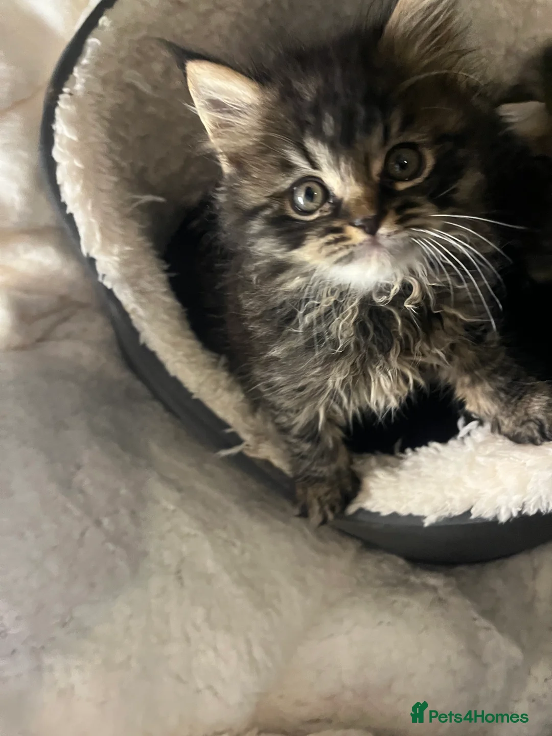 Persian cats for sale: Persian beauties ready now - Advert 2