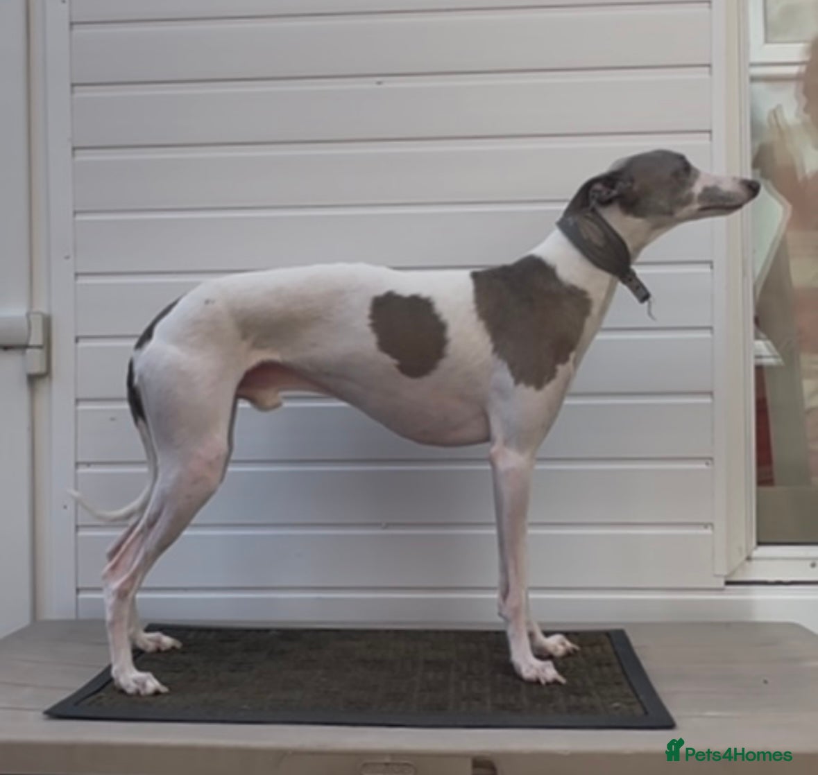 Whippet dogs Kc reg fully health tested  - Advert 18