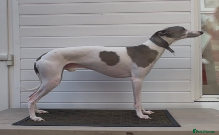 Whippet dogs - Advert 3