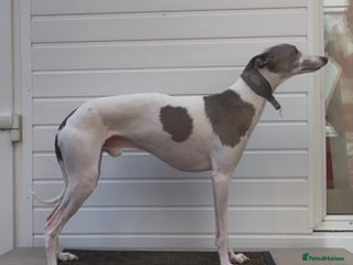 Whippet dogs - Advert 18
