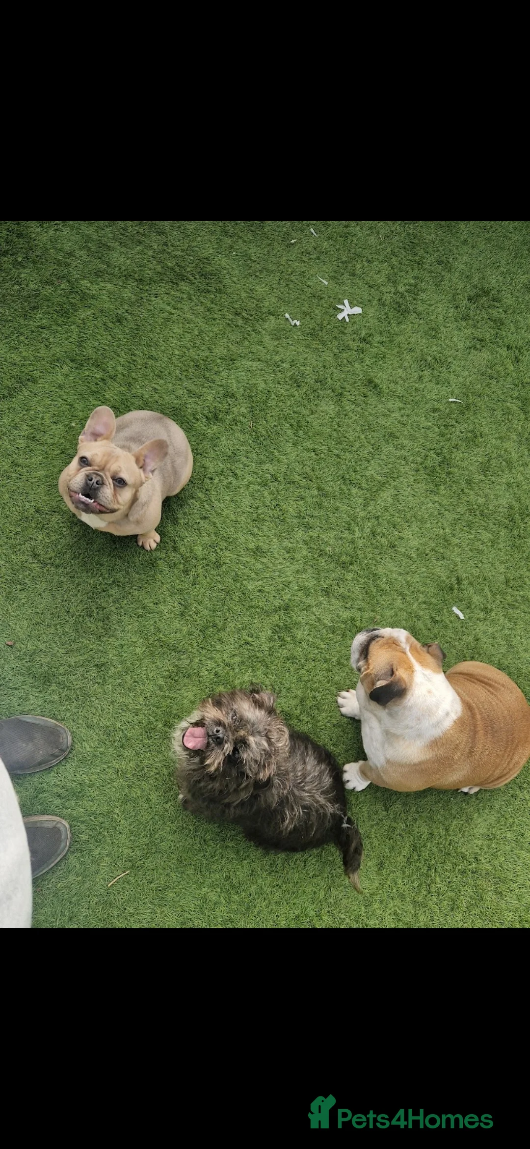 French Bulldog dogs for sale: Beautiful French bulldog  - Advert 4