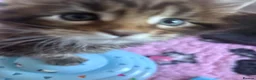 Maine Coon cats for sale: Stunning TICA Registered Mainecoons - Advert 4