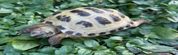 Tortoise reptiles for sale: Baby horsfield tortoises. Setups also available  - Advert 5