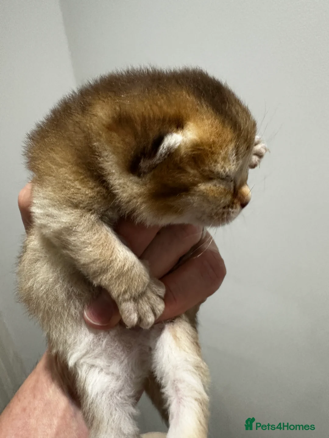 British Shorthair cats for sale: BSH Black Golden & Blue Golden Kittens - Advert 2