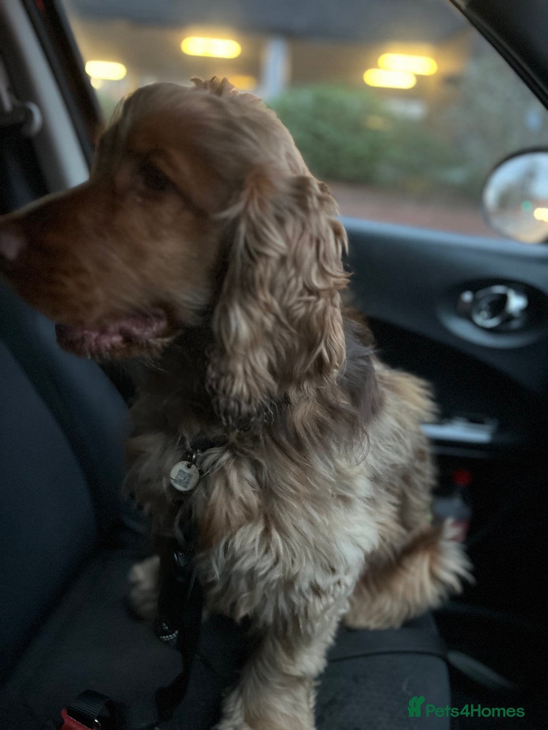 Cocker Spaniel dogs for stud: Proven Chocolate Sable Show Cocker STUD in Hull - Image 6