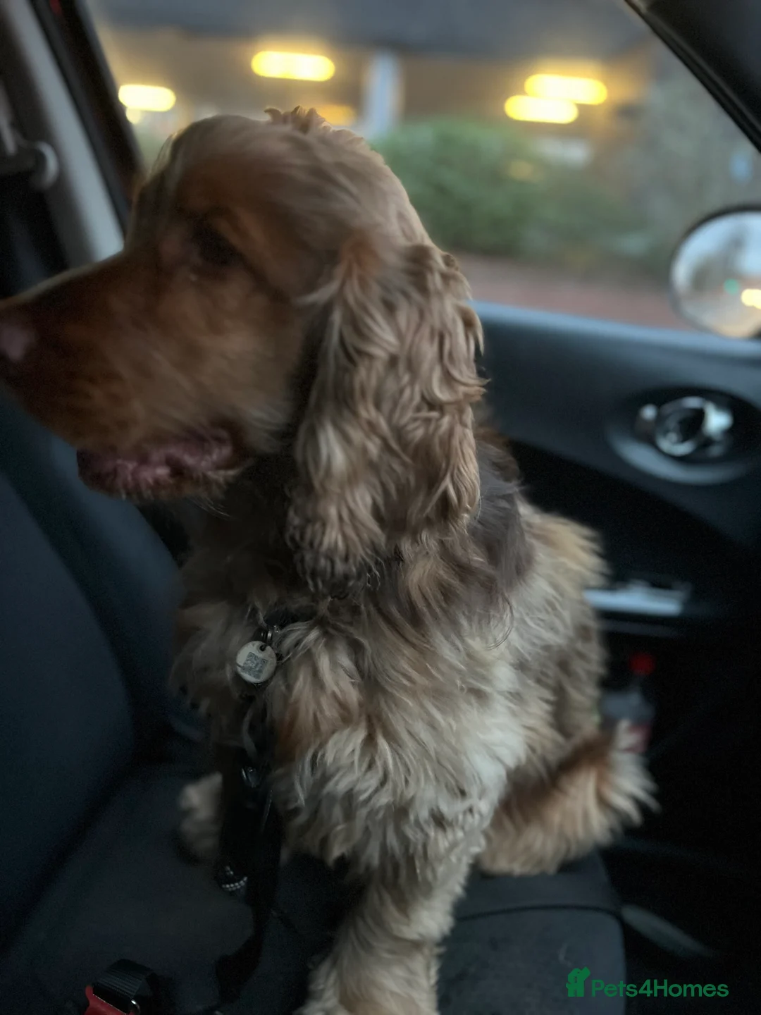 Cocker Spaniel dogs for stud: Proven Chocolate Sable Show Cocker STUD in Hull - Advert 6