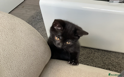 Bombay cats for sale: Playful Black Bombay-Mix Kittens  - Image 2