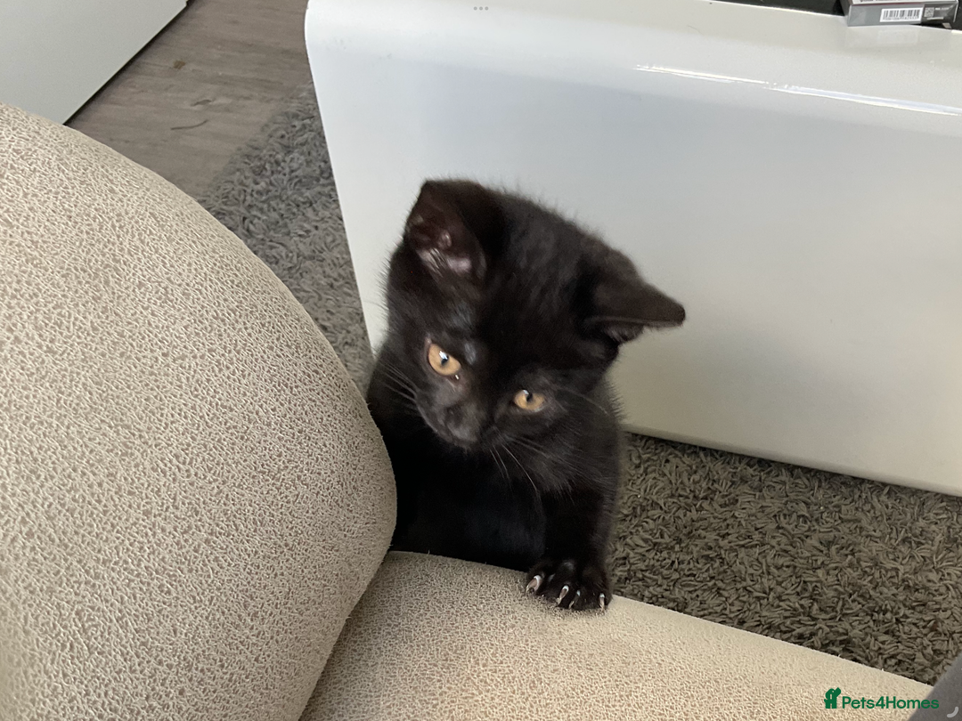 Bombay cats for sale: Playful Black Bombay-Mix Kittens  - Image 2