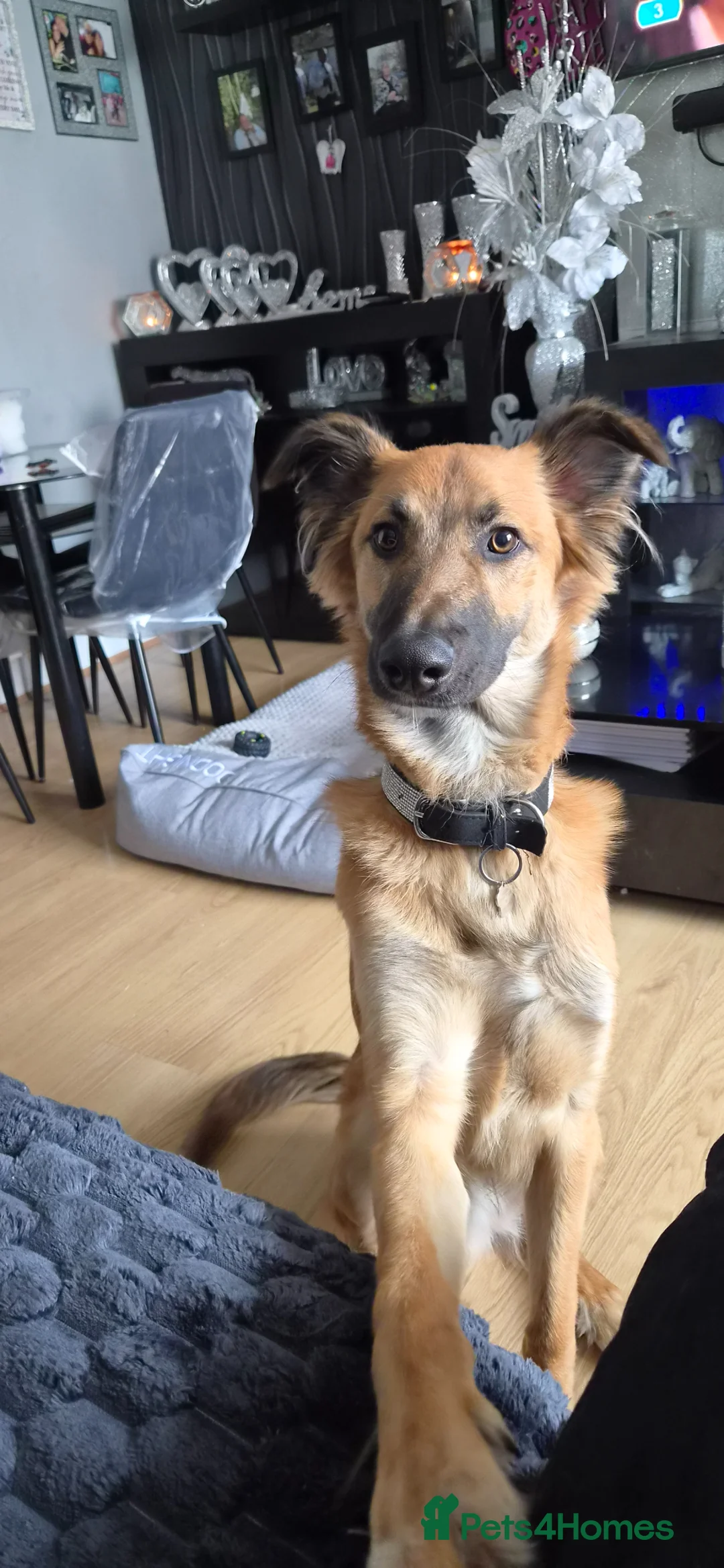 Mixed Breed dogs for sale: Lurcher x german shepherd  in Gillingham - Advert 3
