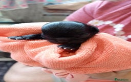 Shih Tzu dogs for sale: 2 buiful shih tzus need their forever home - Image 5