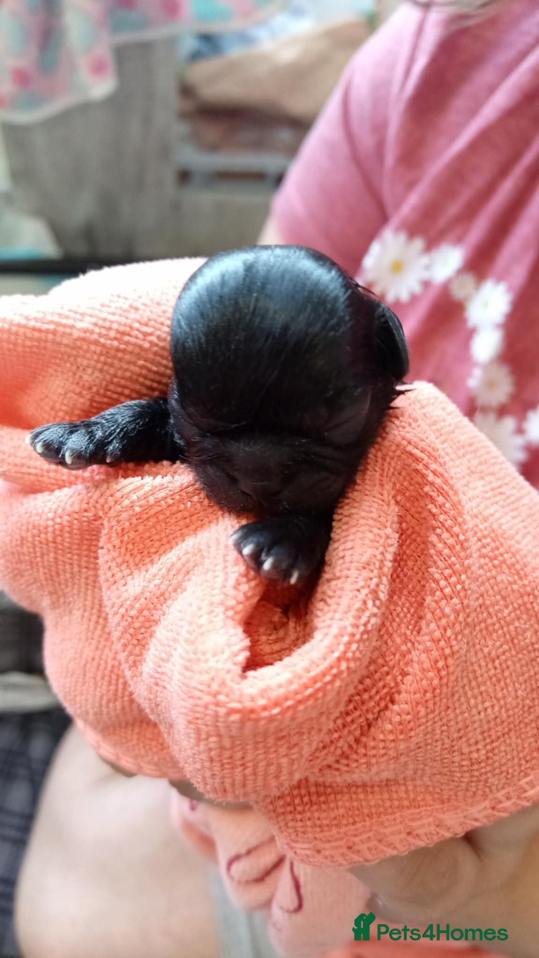 Shih Tzu dogs for sale: 2 buiful shih tzus need their forever home - Image 5