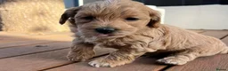 Maltipoo dogs for sale: Maltipoo puppies for sale  in Port Talbot - Advert 6