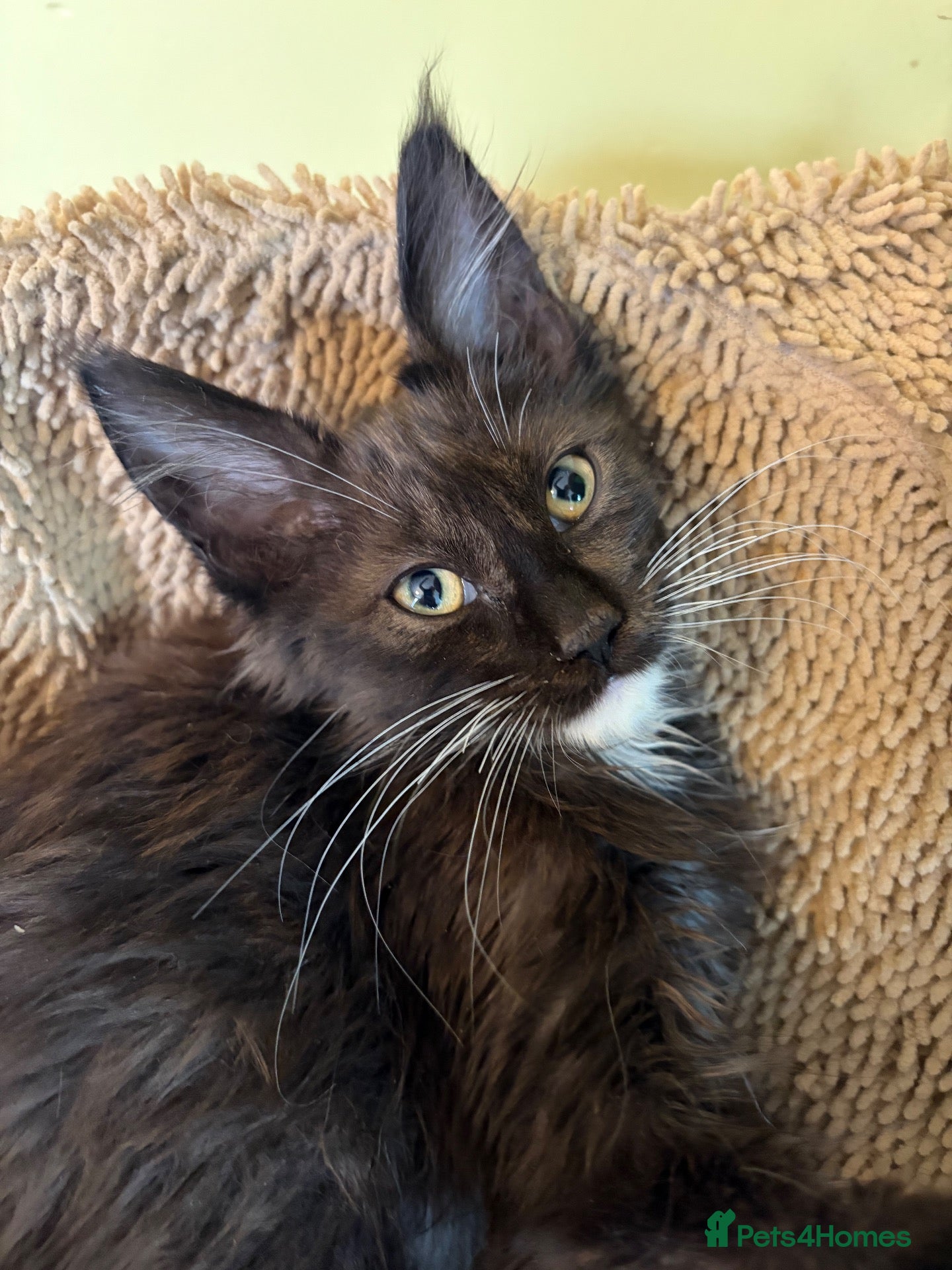 Maine Coon cats for sale: Stunning XL Russian Maine Coon kittens - Advert 1