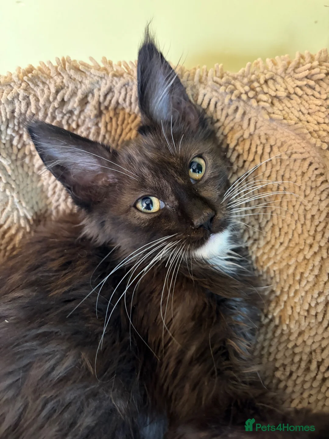 Maine Coon cats for sale: Stunning XL Russian Maine Coon kittens - Advert 1