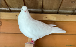 Pigeons birds for sale: Single bird, believed to be male. - Image 1