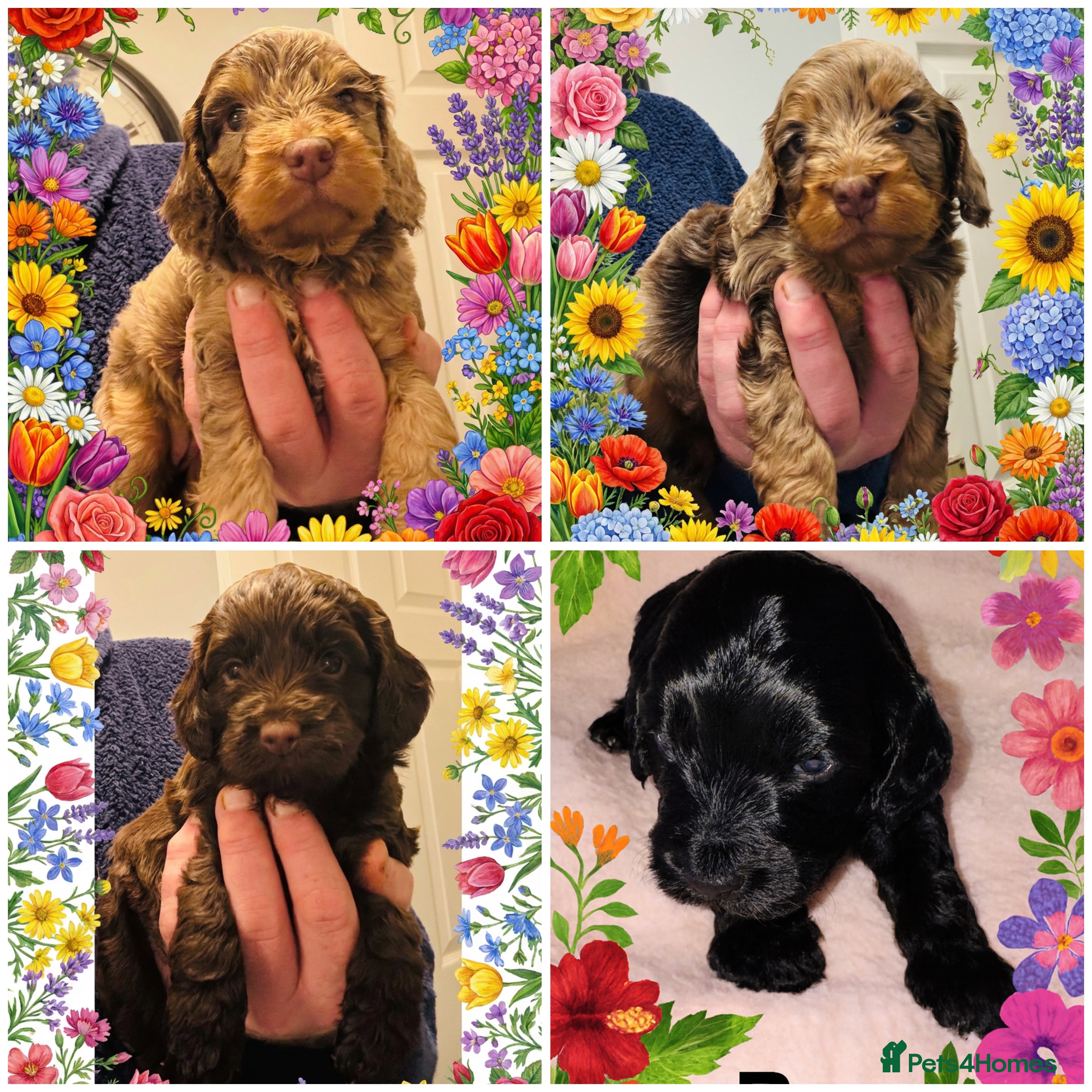 Cockapoo dogs ❤️DNA Tested Rare Sable Cockapoos, Ready 5th Feb  - Advert 6