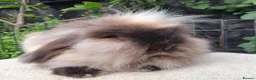 Mini Lion Lop rabbits for sale: Double maned lionlop doe - Advert 2