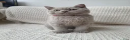 British Shorthair cats for sale: 🐾 GCCF British Shorthair Kittens  - Advert 11