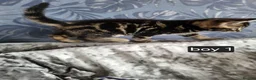 Mixed Breed cats for sale: 3 beautiful kittens looking for there new home - Advert 6