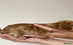 Miniature Dachshund dogs for sale: Miniature Dachshunds Puppies PRA Clear, KC Reg - Image 9