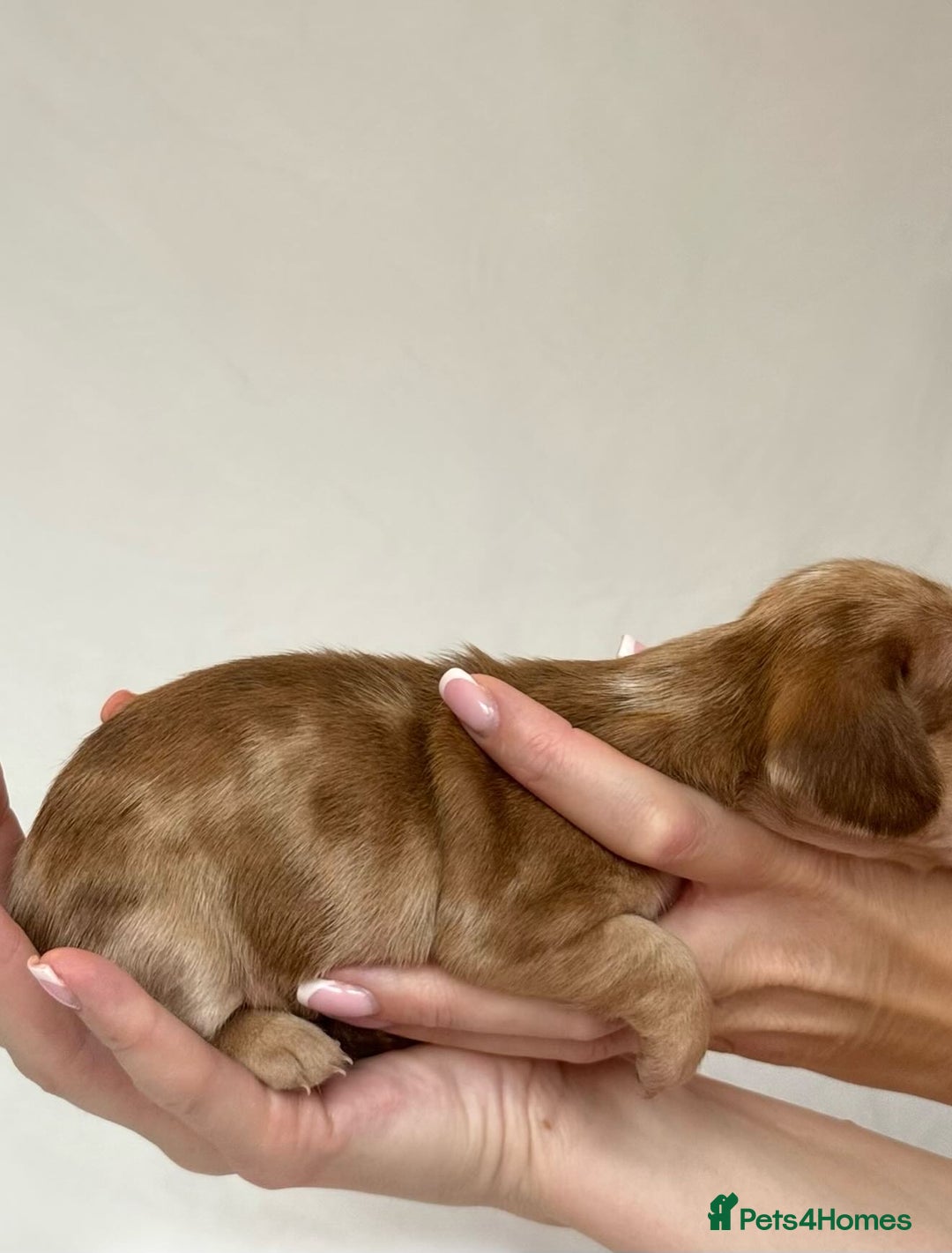 Miniature Dachshund dogs for sale: Miniature Dachshunds Puppies PRA Clear, KC Reg - Image 9