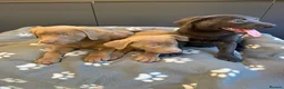 Labrador Retriever dogs for sale: Exceptional Silver & Charcoal Labrador Puppies - Advert 10