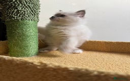 Birman cats for sale: Blue point female kitten for sale  - Image 5