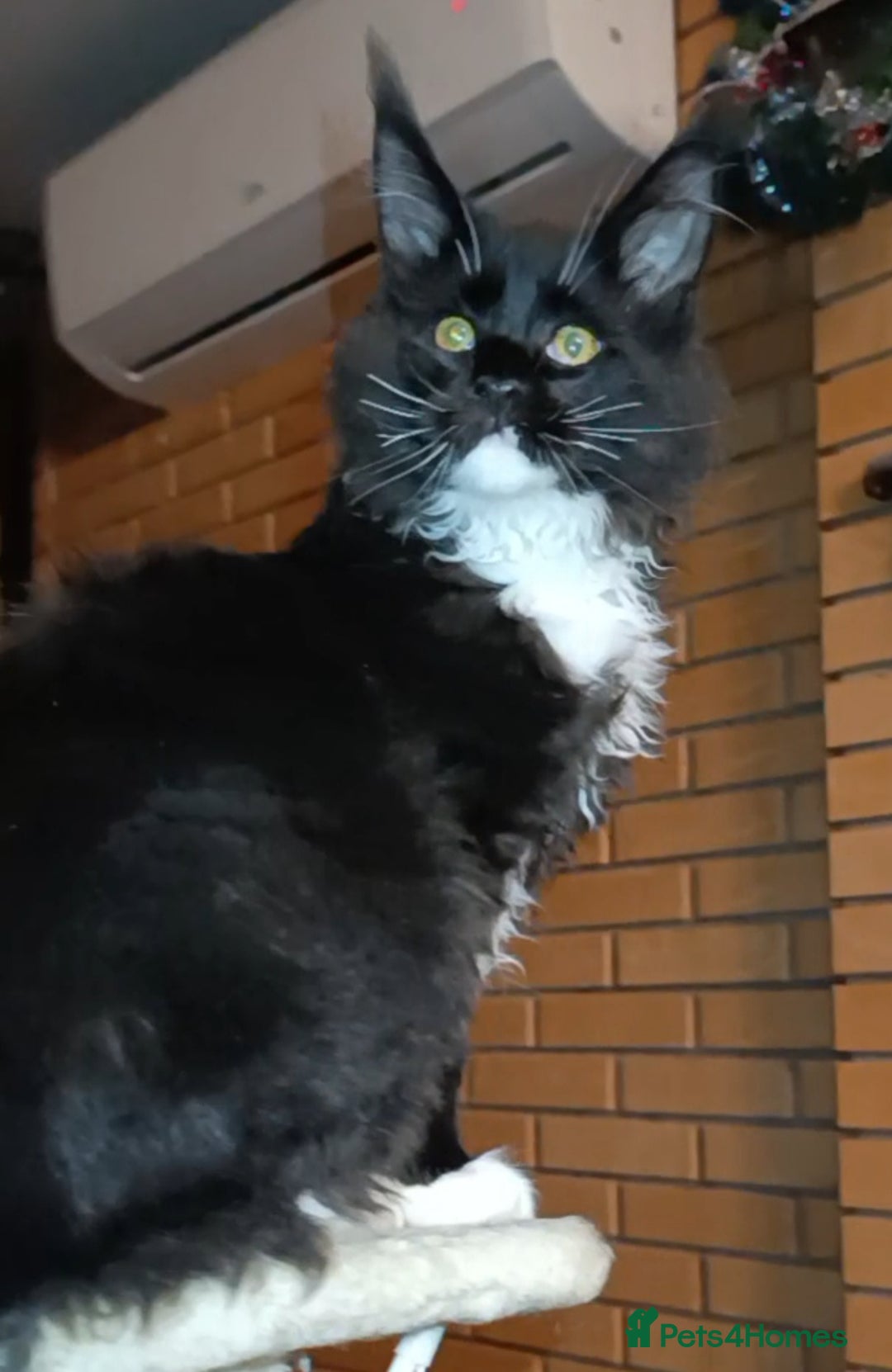 Maine Coon cats for sale: Maine-Coon kittens  - Image 6