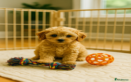 Cavapoo dogs for sale: Donnajays F1 CAVAPOO BOYS  - Image 4